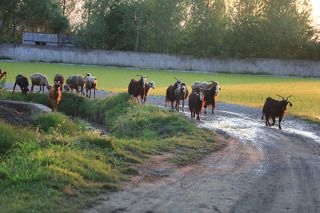 Возвращение отары домой на закате