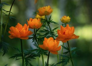 В тени берёз