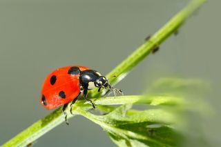 Встреча с тлей