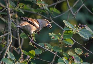 Самец дубоноса