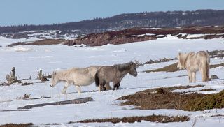Поморские лошадки, добывающие себе пропитание из-под снега - совершенно отдельная тема! Я так и не нашел аналогов, на кого они бы походили...