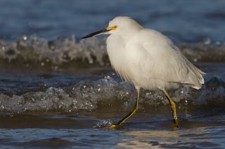 лапы мерзнут, а рыбы хочется