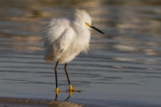 маленькой цапельке холодно зимой