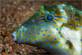 Греческий профиль