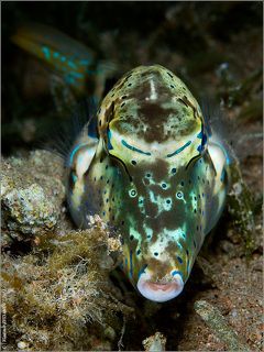 - Ну-у-у, брат... Я, понимаешь, только улёгся, только пожелал себе спокойной ночи, а ты пАлишь меня перед хищниками почём зря...(