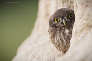 Сычики появляли из норы по одному.. Сначала выглянул один