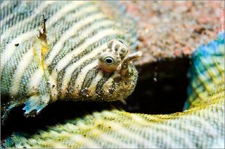 Перекушу щас...