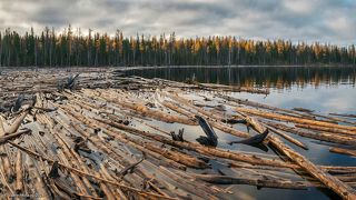 02 Ещё в прошлом году здесь был залив, теперь – склад древесины