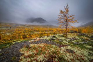 объектив самьянг 14 мм
