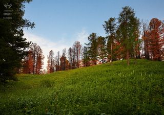 Риддерские горы.
Красно-рыжий цвет - это последствия пожара.