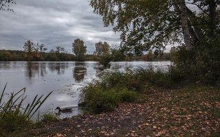 Про Серую шейку.