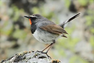 Самец гордо демонстрирует свое украшение, поднимая клюв вверх.