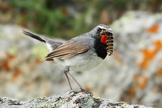 Он и является кормильцем семейства, неутомимо принося в гнездо гусеничек.