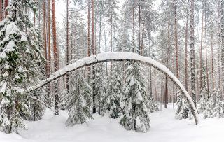 В сосновом лесу.