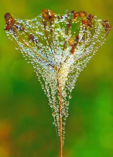 Утренний коктейль