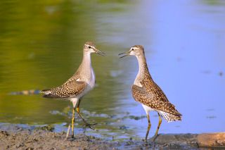 Потанцуем ツ