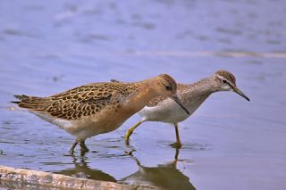 Дружные ребята. Турухтанчик и фифи.