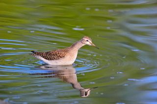 Куличек под названием фифи.