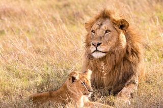 King Lion Maasai Mara National Game Reserve Park Narok County Savannah grasslands Great Rift Valley Wilderness wild wildlife Kenya East Africa Landscapes Panoramic Scenic Views Explore field meadows dramatic clouds