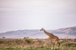 Maasai Giraffe Maasai Mara National Game Reserve Park Narok County Savannah grasslands Great Rift Valley Wilderness wild wildlife Kenya East Africa Landscapes Panoramic Scenic Views Explore field meadows dramatic clouds