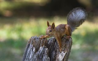 Будни белочки.