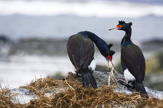 Я поведу тебя к звёздам...