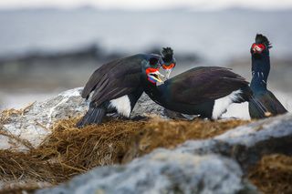 Это - любовь