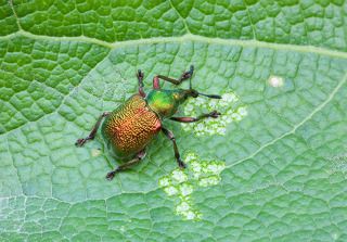 Трубковерт