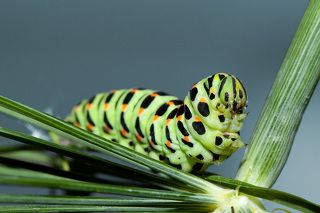 На каждой черной полосе располагается 6 — 8 оранжево-красных пятен.