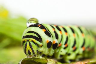 Махаон назван шведским натуралистом Карлом Линнеем в честь врача-хирурга, сына Асклепия и Эпионы, принимавшего участие в походе греков на Трою во время Троянской войны (1194 до н. э. — 1184 до н. э.)