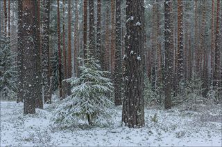 Обыкновенное чудо первого снега в сосновом лесу
