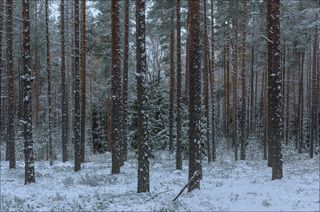 Пасмурное утро в убелённом сосновом лесу