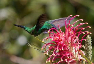 Хоть и занята, но наблюдает