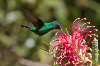На ярком солнце оперение блестит как елочное украшение. 
Вся красота его проявляется в тени - при каждом движении птицы оно меняет цвет от абсолютно тусклого и невзрачного, до необычайно яркого.