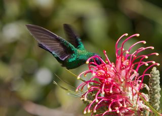 Нырнуть клювом поглубже.
Колибри делают от 50 до 100 взмахов в секунду!
Это единственная птица в мире, которая может летать в любом направлении - как вперед, так и назад. Суставы крыла очень подвижны