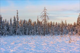 Закат на краю болота