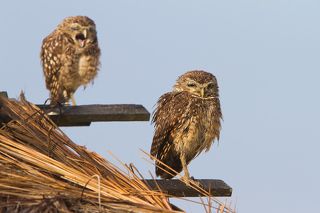 Рано утром, после ночной охоты, совы приводят себя в порядок и нежатся в лучах  восходящего солнца. Очень хочется спать..