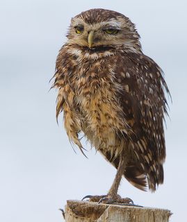Обычно сычи сидят у входа в свою нору, но утром приятно понаблюдать за миром с высока.