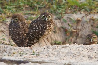 В семье три птенца. Все уже могут охотиться самостоятельно, но еще месяцев пять проведут вместе с родителями.