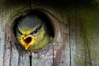 blue tits first look at the world /England