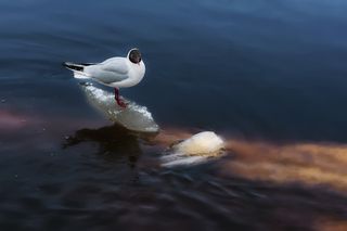 Чайки во время ледохода-2