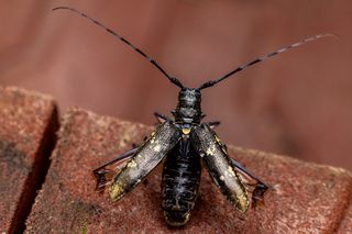 Жук-усач сосновый, видимо, полетел в магазин