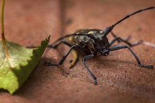 Просто жук-усач сосновый где-то на просторах тайги в Коми