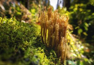 Небольшая колония грибов-рогатиков