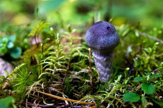 Малыш паутинник фиолетовый