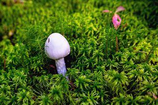 А этот малыш - из рода Amanita, то есть из рода Мухоморов...