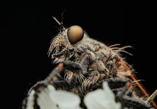 Харизматичный ктырь