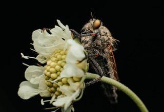 Харизматичный ктырь