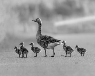 Под крылом любви