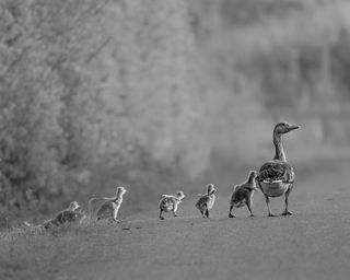 Равнение на маму